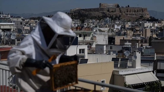 Urban beekeeping in Athens.jpg